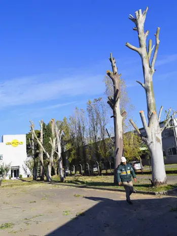 Poda de Altura Servicio Para Empresas