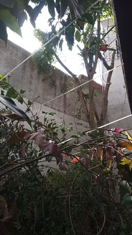 Poda de Altura en Saavedra-Caba-Buenos Aires: Caso Lucrecia