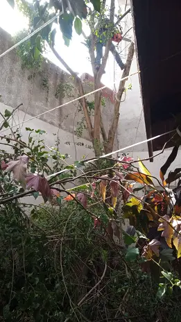 Poda de Altura en Saavedra-Caba-Buenos Aires: Caso Lucrecia