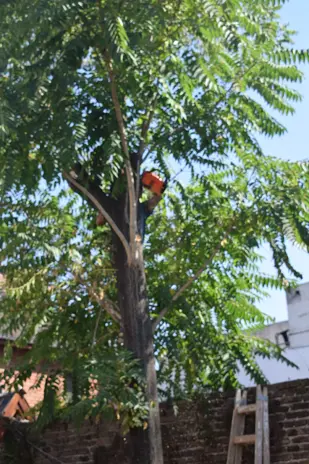 Servicio de Poda de Altura en Mataderos – CABA – Buenos Aires