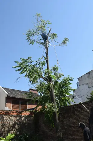 Servicio de Poda de Altura en Mataderos – CABA – Buenos Aires