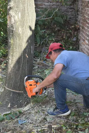 Servicio de Poda de Altura en Mataderos – CABA – Buenos Aires