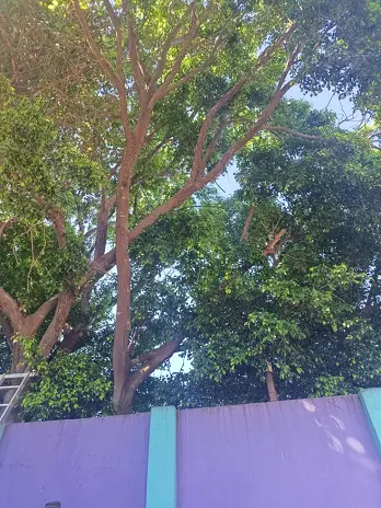 Servicio de Poda de Altura en Palermo – CABA – Buenos Aires