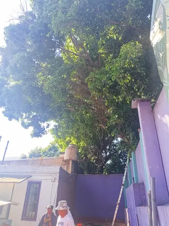 Servicio de Poda de Altura en Palermo – CABA – Buenos Aires