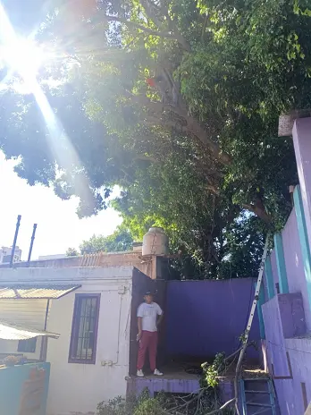 Servicio de Poda de Altura en Palermo – CABA – Buenos Aires