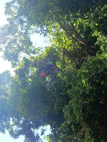 Servicio de Poda de Altura en Palermo – CABA – Buenos Aires