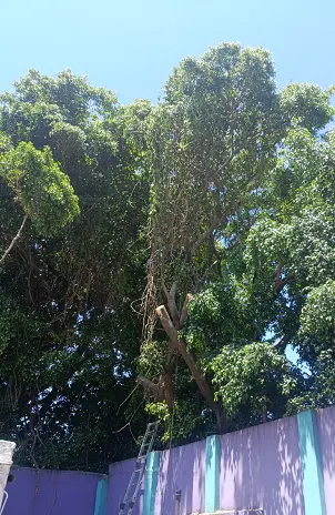 Servicio de Poda de Altura en Palermo – CABA – Buenos Aires