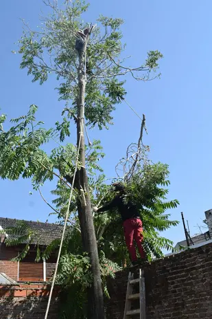 Servicio de Poda de Altura en Del Viso-Pilar-Buenos Aires