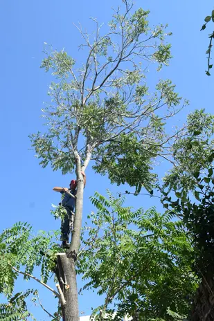 Servicio de Poda de Altura en Villa Astolfi-Pilar-Buenos Aires
