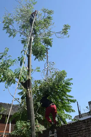 Servicio de Poda de Altura en Zelaya-Pilar-Buenos Aires