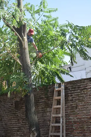 Servicio de Poda de Altura en Fátima-Pilar-Buenos Aires