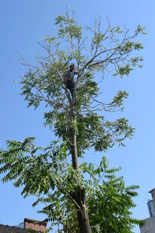 Servicio de Poda de Altura en La Lonja-Pilar-Buenos Aires