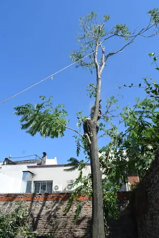 Servicio de Poda de Altura en Lagomarsino-Pilar-Buenos Aires
