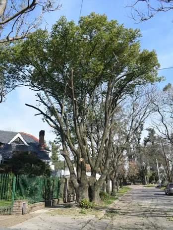 Poda de Altura en Bellavista – Buenos Aires