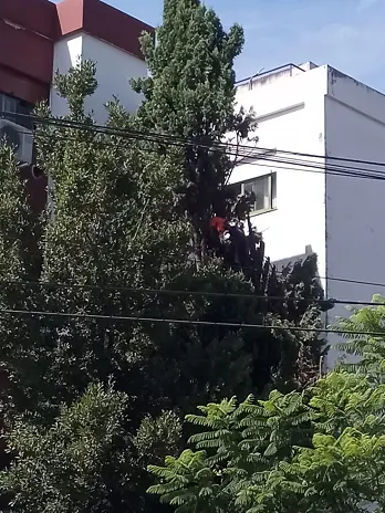 Poda de Altura en Saavedra: Poda de un Pino de 12 Metros y un Laurel – Servicio Profesional y Seguro