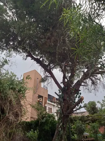 🌲 Poda de Altura en Munro - Vicente López - Buenos Aires. Caso Iris