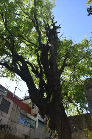 Corte Total de 2 Enormes Árboles en Patio de una Casa en Chacarita – CABA, Buenos Aires