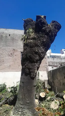 Corte Total de 2 Enormes Árboles en Patio de una Casa en Chacarita – CABA, Buenos Aires