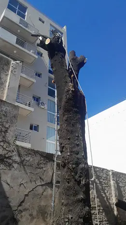 Corte Total de 2 Enormes Árboles en Patio de una Casa en Chacarita – CABA, Buenos Aires
