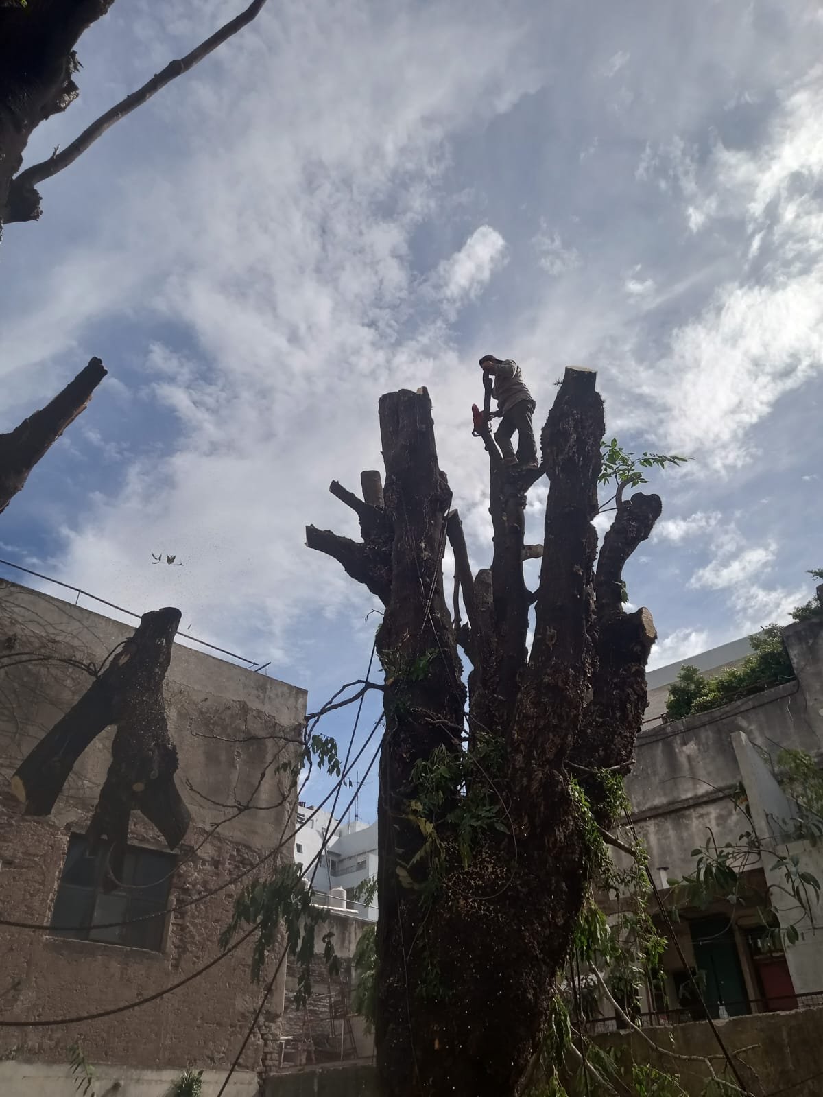 Corte Total de 2 Enormes Árboles en Patio de una Casa en Chacarita – CABA, Buenos Aires