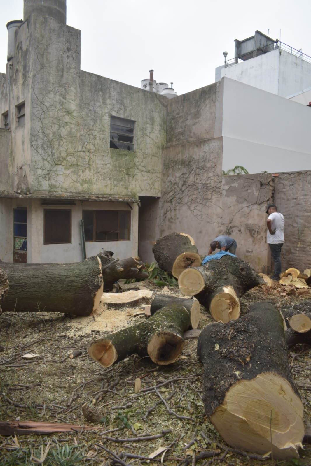 Corte Total de 2 Enormes Árboles en Patio de una Casa en Chacarita – CABA, Buenos Aires