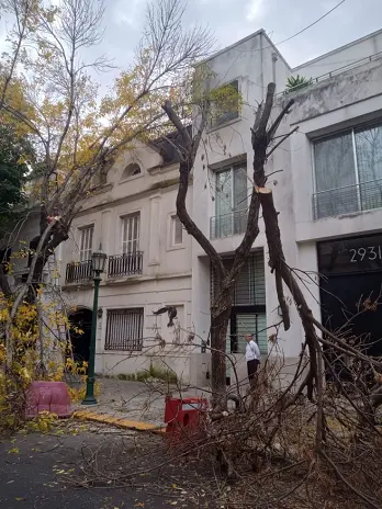 🌳 Servicio de Poda de Altura en Palermo – Buenos Aires