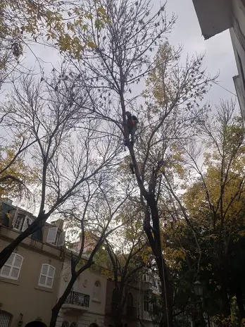 🌳 Servicio de Poda de Altura en Palermo – Buenos Aires