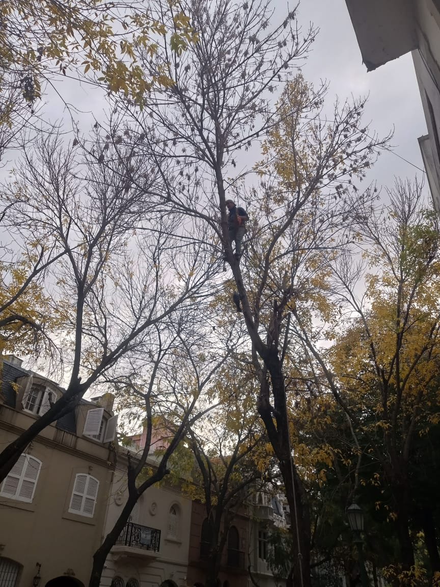 🌳 Servicio de Poda de Altura en Palermo – Buenos Aires