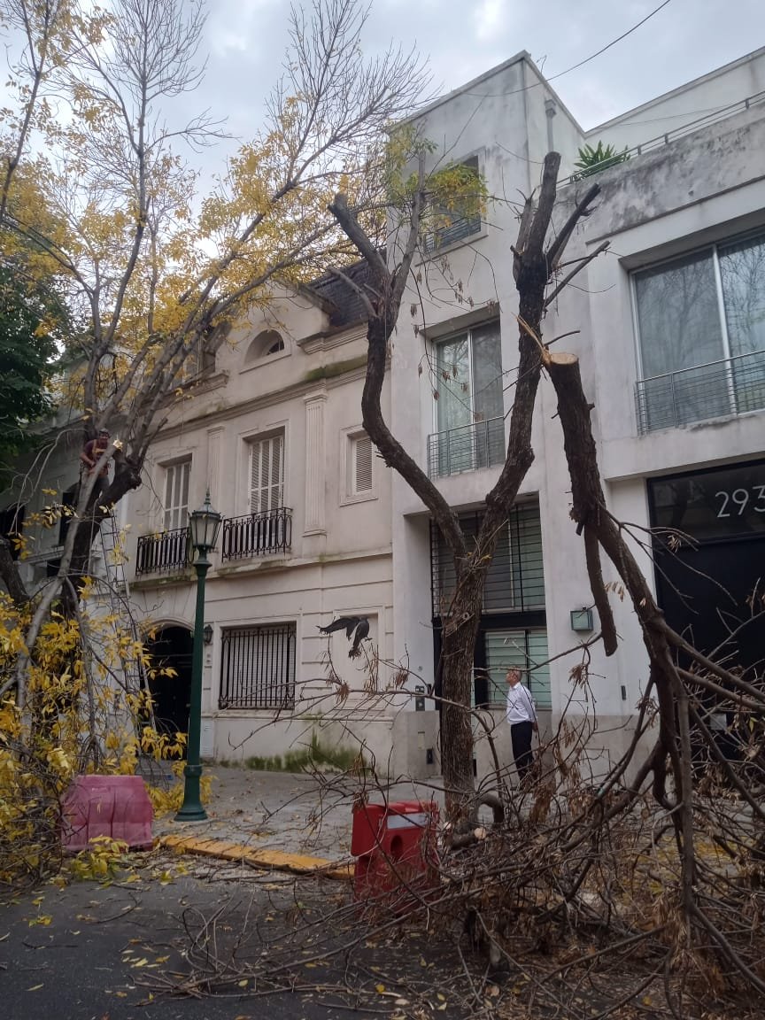 🌳 Servicio de Poda de Altura en Palermo – Buenos Aires
