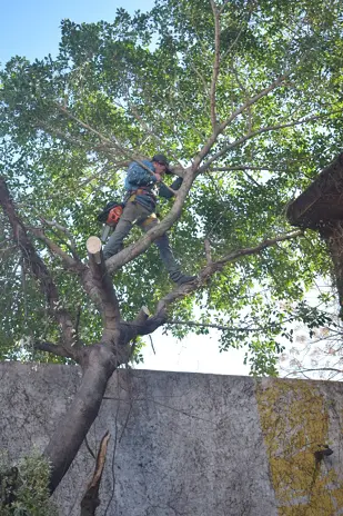 Poda de Altura y Nivelación de Terreno