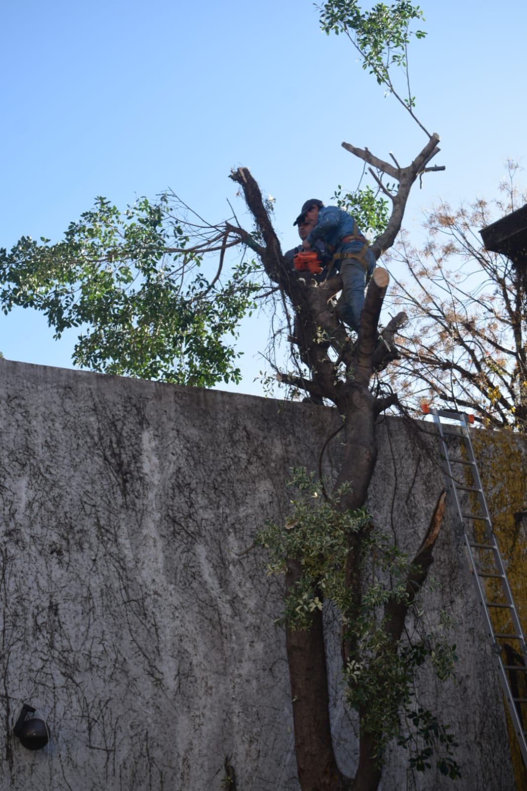 Poda de Altura y Nivelación de Terreno