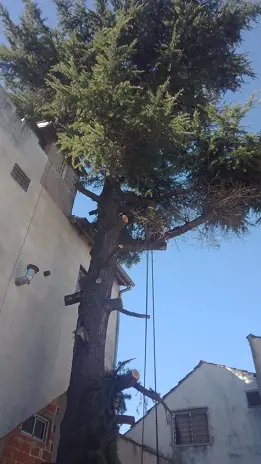 Servicio de Poda de Árboles en Buenos Aires