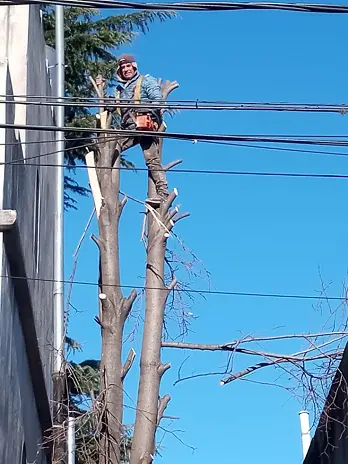 Servicio de Poda de Árboles en Buenos Aires