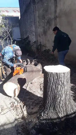 Servicio de Poda de Árboles en Buenos Aires