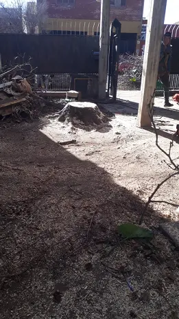 Servicio de Poda de Árboles en Buenos Aires