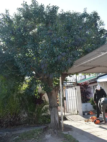 Poda de Altura en San Martín – Buenos Aires