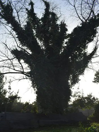 Poda de Árbol en Morón – Caso de Éxito con Natalia