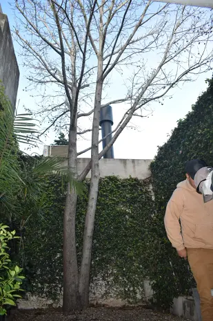 Retirar Árbol de Patio en Villa del Parque - Corte de Árbol al Ras