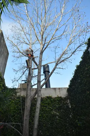 Retirar Árbol de Patio en Villa del Parque - Corte de Árbol al Ras
