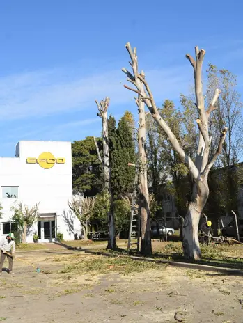 Poda de Altura Servicio Para Empresas