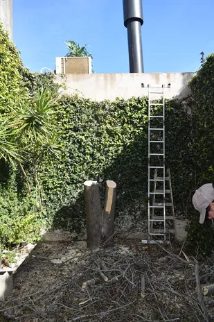 Retirar Árbol de Patio en Villa del Parque - Corte de Árbol al Ras