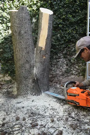 Retirar Árbol de Patio en Villa del Parque - Corte de Árbol al Ras