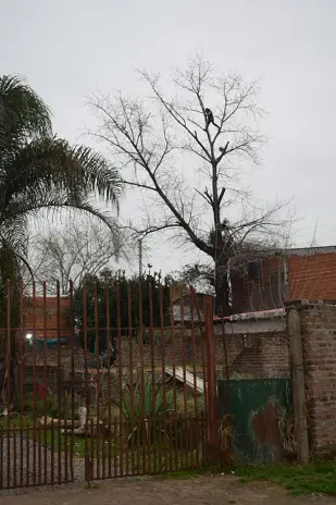 Corte de Álbol de 30 Metros en San Miguel - Buenos Aires