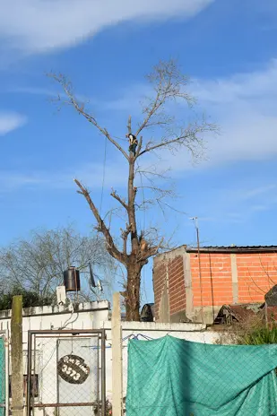Corte de Álbol de 30 Metros en San Miguel - Buenos Aires