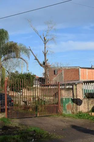 Corte de Álbol de 30 Metros en San Miguel - Buenos Aires