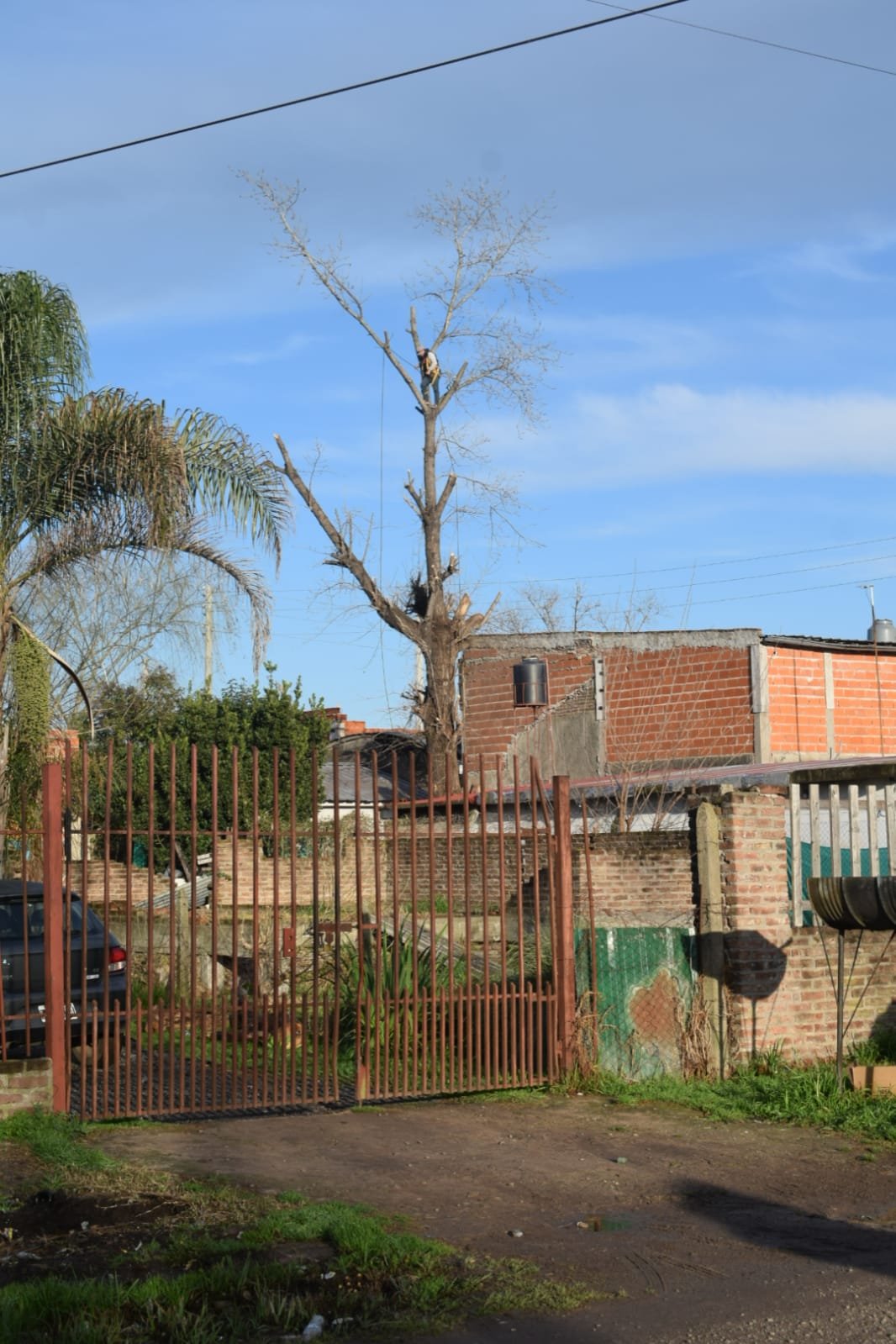 Corte de Álbol de 30 Metros en San Miguel - Buenos Aires