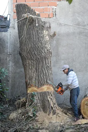 Corte de Álbol de 30 Metros en San Miguel - Buenos Aires