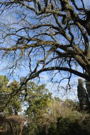 Poda de Impresionante Roble en Del Viso