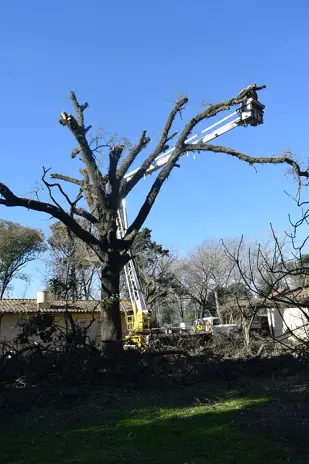 Poda de Impresionante Roble en Del Viso