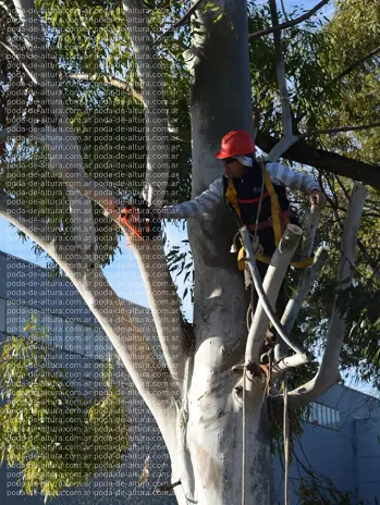 Poda de Altura Servicio Para Empresas
